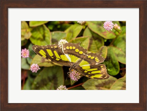 Framed Costa Rica, La Paz River Valley Captive Butterfly In La Paz Waterfall Garden Print