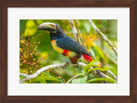 Framed Costa Rica, La Selva Biological Station Collared Aricari On Limb Print