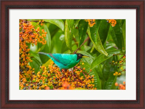 Framed Costa Rica, Arenal Green Honeycreeper And Berries Print