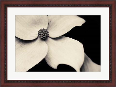 Framed Dogwood Flower Print