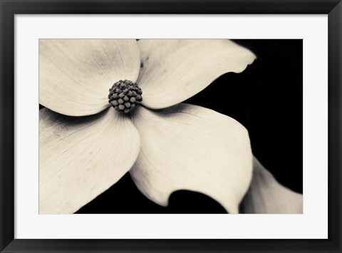 Framed Dogwood Flower Print