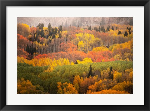 Framed Colorado, Gunnison National Forest, Forest In Autumn Colors Print