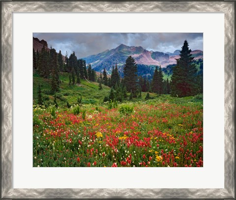 Framed Colorado, Laplata Mountains, Wildflowers In Mountain Meadow Print
