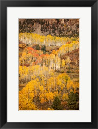 Framed Colorado, San Juan Mountains, Autumn-Colored Aspen Forest On Mountain Slope Print