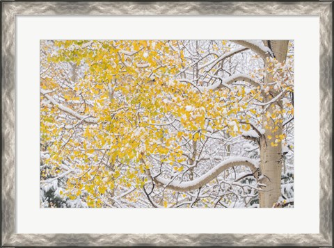 Framed Snow Coats Aspen Trees In Winter Print
