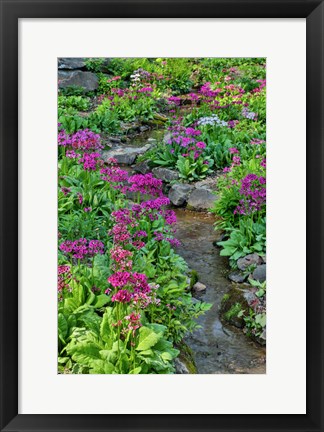 Framed Marsh Primrose Along Small Stream, Winterthur Gardens, New Castle County, Delaware Print