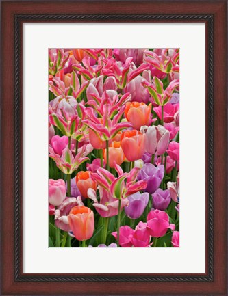 Framed Tulips In Planters, Formal Garden, Mt, Hockessin, Delaware Print