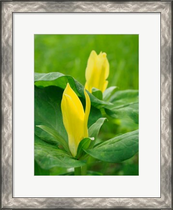 Framed Yellow Trillium, Trillium Erectum, Growing In A Wildflower Garden Print