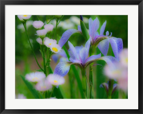 Framed Iris And Wildflowers Print