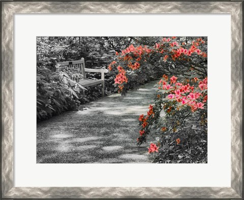 Framed Delaware, Walkway In A Garden With Azaleas And A Park Bench Print