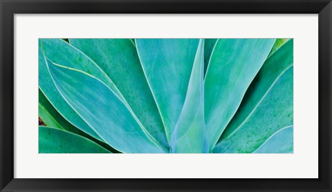 Framed Kauai, Hawaii, Panorama Of Agave Print