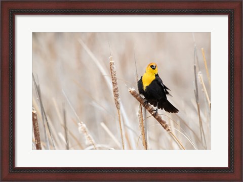 Framed Idaho, Market Lake Wildlife Management Area, Yellow-Headed Blackbird On Cattail Print