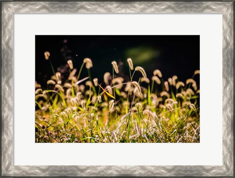 Framed Backlit Grass Seedhead Print