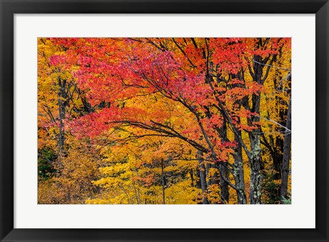 Framed Fall Color On The Keweenaw Peninsula, Michigan Print
