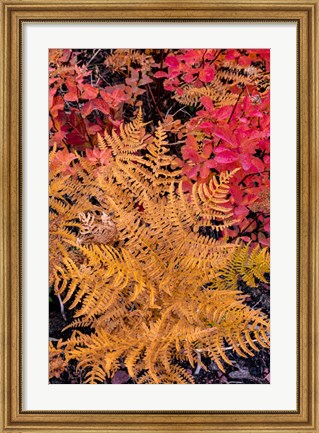 Framed Autumn Ferns And Ground Cover, Glacier National Park, Montana Print