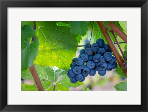 Framed Oregon, Elk Cove Winery Grapes On The Vine Print