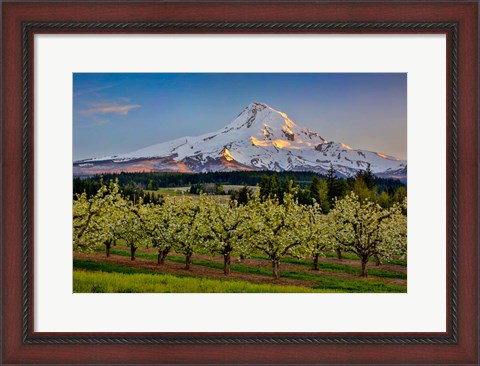 Framed Oregon Pear Orchard In Bloom And Mt Hood Print
