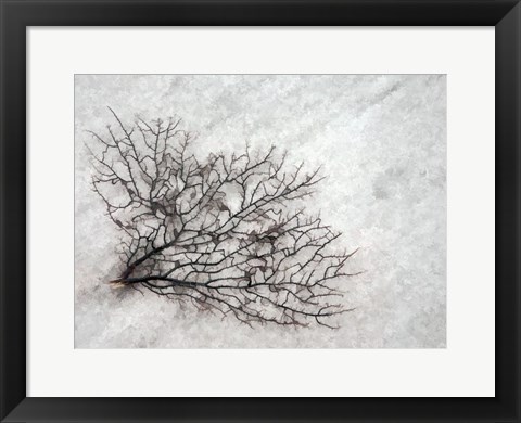 Framed Oregon, Coos Bay Abstract Of Sea Fan Print