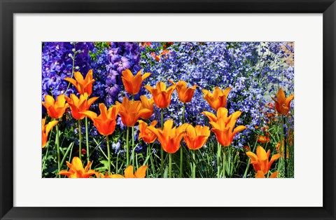 Framed Tulip Garden, Pennsylvania Print