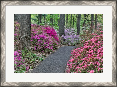 Framed Path And Azaleas In Bloom, Jenkins Arboretum And Garden, Pennsylvania Print