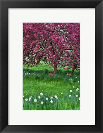 Framed Springtime Crabapple In Rose Blooming, Chanticleer Garden, Pennsylvania Print