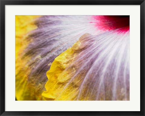 Framed Close-Up Of A Hibiscus Flower Print