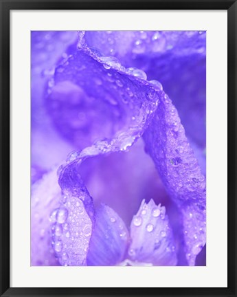Framed Close-Up Of Dewdrops On A Purple Iris 1 Print