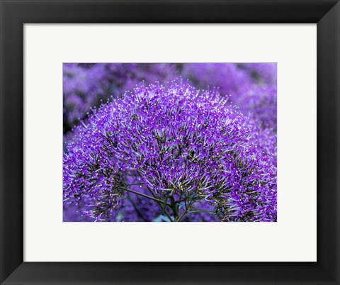 Framed Close-Up Of Flowering Purple Throatwort Print