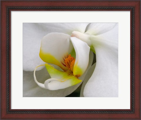 Framed Close-Up Of An White Orchid Print