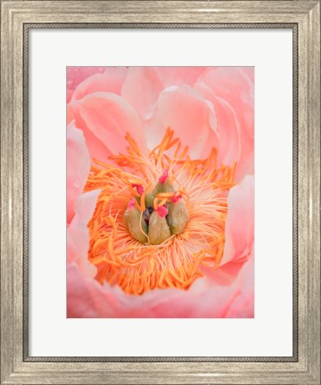 Framed Close-Up Of A Pink Peony Print
