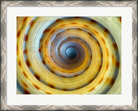 Framed Shell Spiral IV Print