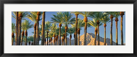 Framed Trees Print