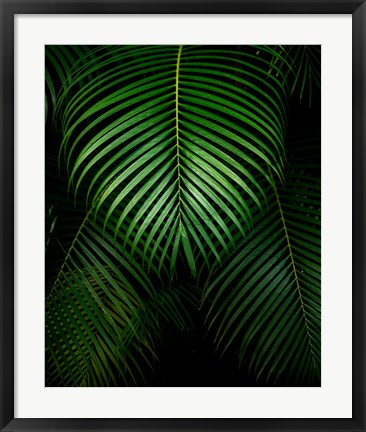 Framed Tropical IV Print