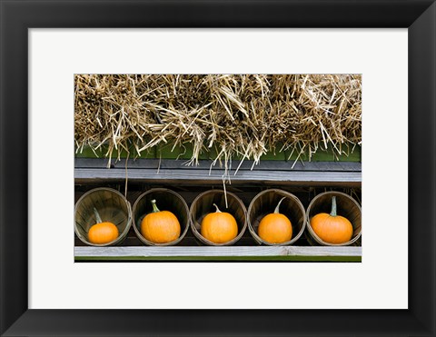 Framed More Pumpkins Print
