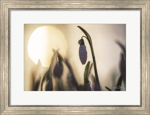 Framed Backlit Snowdrop Print