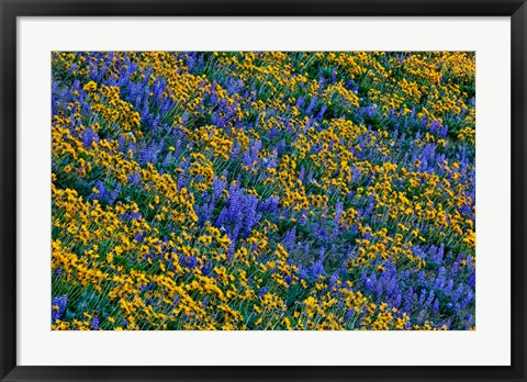 Framed Wildflowers Bloom On Hillside Print