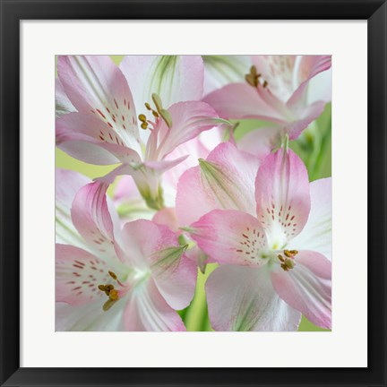 Framed Alstroemeria Blossoms Close-Up Print