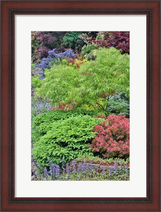 Framed Spring Color With Deer Proof Shrubs And Trees, Sammamish, Washington State Print