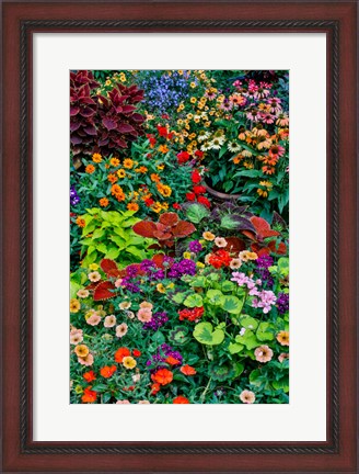 Framed Garden In Full Bloom, Sammamish, Washington State Print