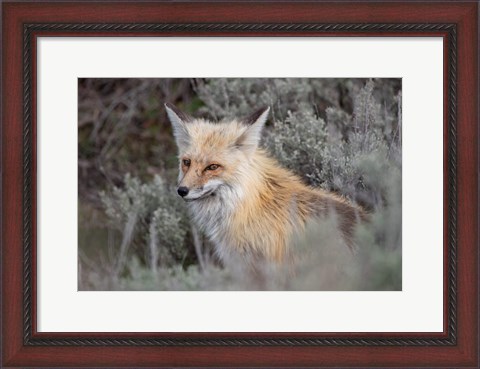 Framed Red Fox Framed By Sage Brush In Lamar Valley, Wyoming Print