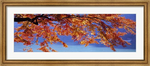 Framed Autumn Leaves, Hozu River, Kyoto City, Japan Print