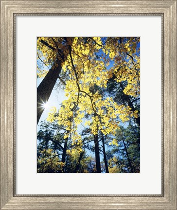 Framed Autumn Trees CA Print