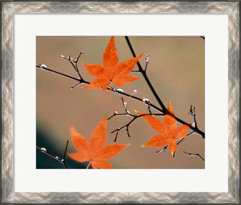 Framed Red Autumn Leaves On Branches, Kyoto, Japan Print