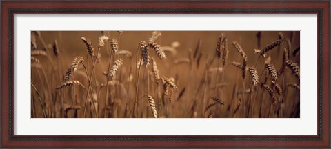 Framed Detail Wheat Print