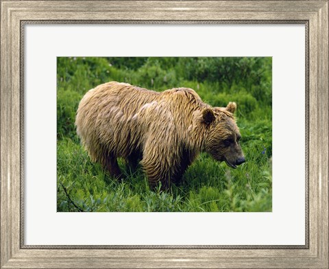 Framed Rain-Soaked Grizzly Bear In Grass, Profile, Denali National Park, Alaska Print