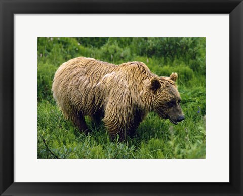 Framed Rain-Soaked Grizzly Bear In Grass, Profile, Denali National Park, Alaska Print