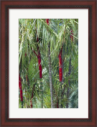 Framed Bamboo And Palm Trees In A Forest Print