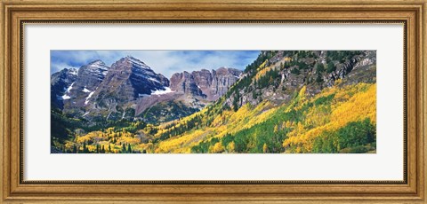 Framed Aspen Trees In Autumn With Mountains In The Background, Elk Mountains, Colorado Print