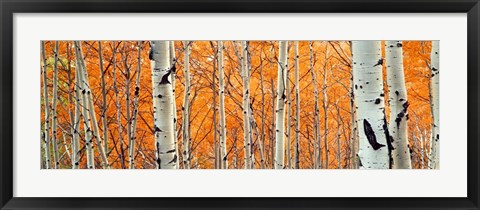 Framed View Of Aspen Trees, Granite Canyon, Wyoming, Print