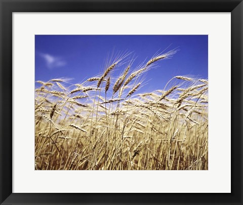Framed Close-Up Of Heads Of Wheat Stalks Against Blue Sky Print